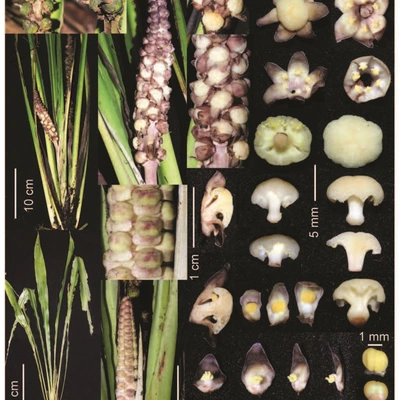 Tỏi đá hoa dày (Tupistra densiflora Aver., N. Tanaka & Nghiem)  - một loài thực vật mới được công bố quốc tế